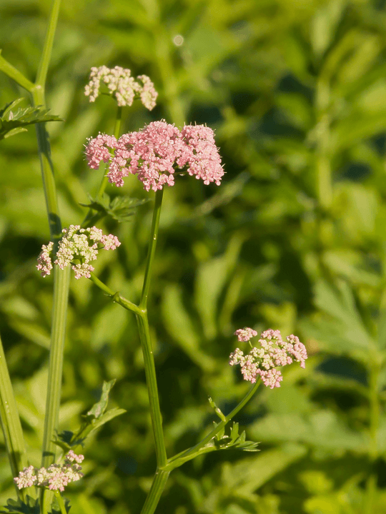 Pimpinella major Rosea